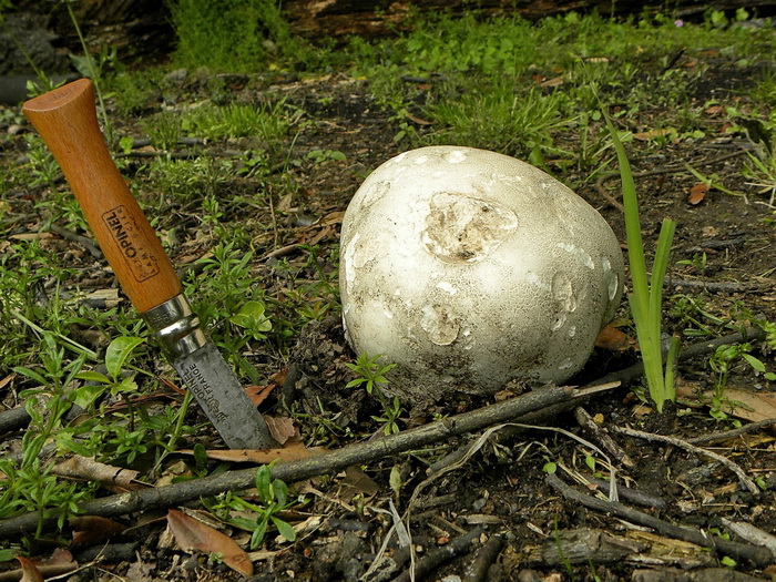 Gasteromicete inglese